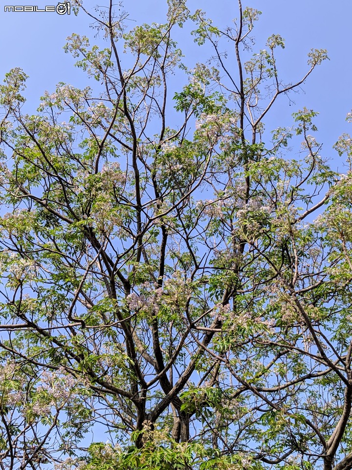 苦楝 台南市安平區古運河站 03/08