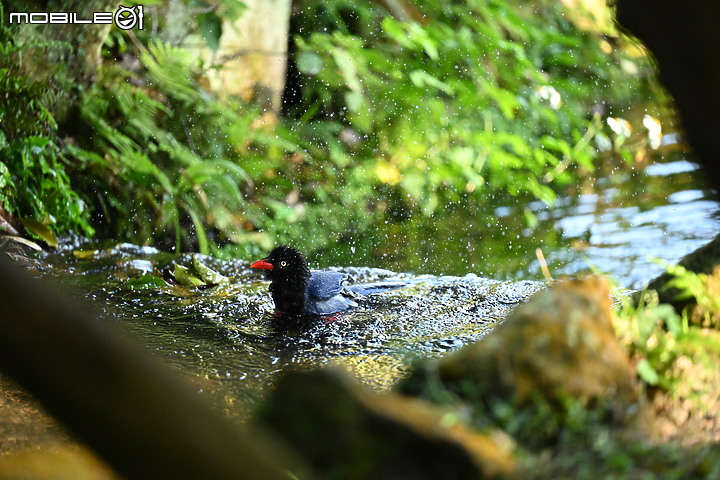 Nikon 70-200mm f/2.8 S 銳利非常 N家望遠代表作 還有與小黑七的人像比較