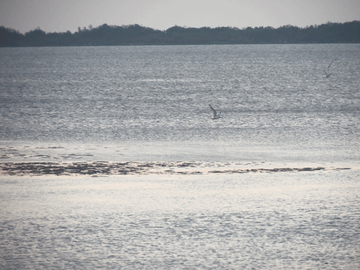 臺南 七股 黑面琵鷺生態展示館與第一賞鳥亭 — 歡迎自北方遠道而來的貴客