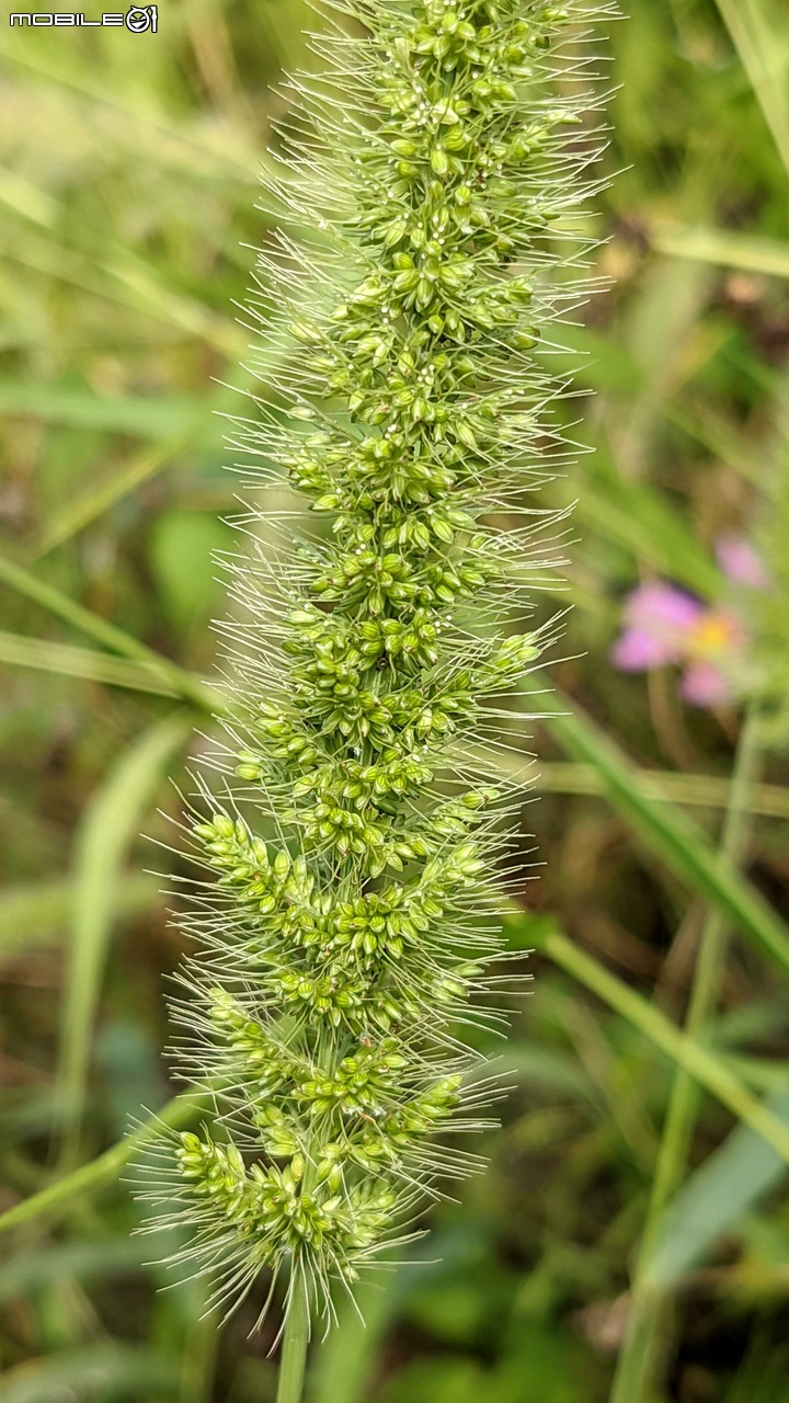 門神+狗尾草 台南市佳里區蕭壟文化園區 03/28