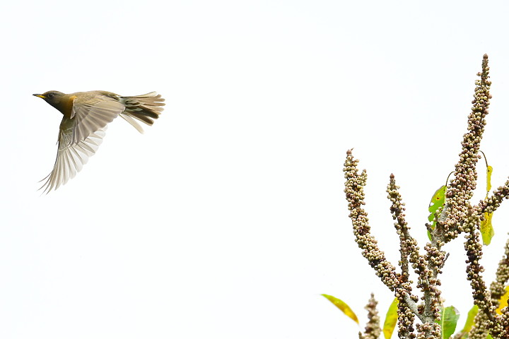 朱連雀9年後再訪恆春關山，53隻全都錄，Z7+600mm貓眼對焦首先發表。
