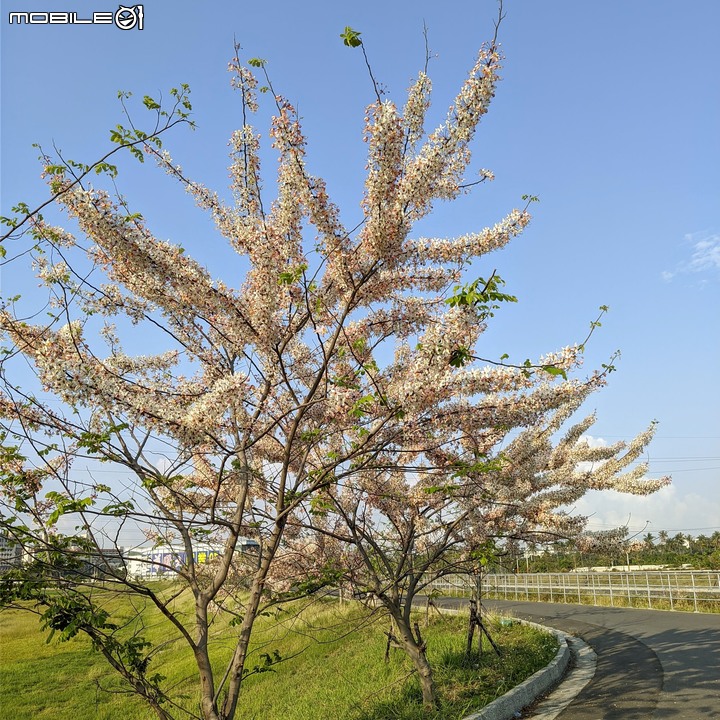 花旗木 台南市仁德區仁德滯洪池 03/27