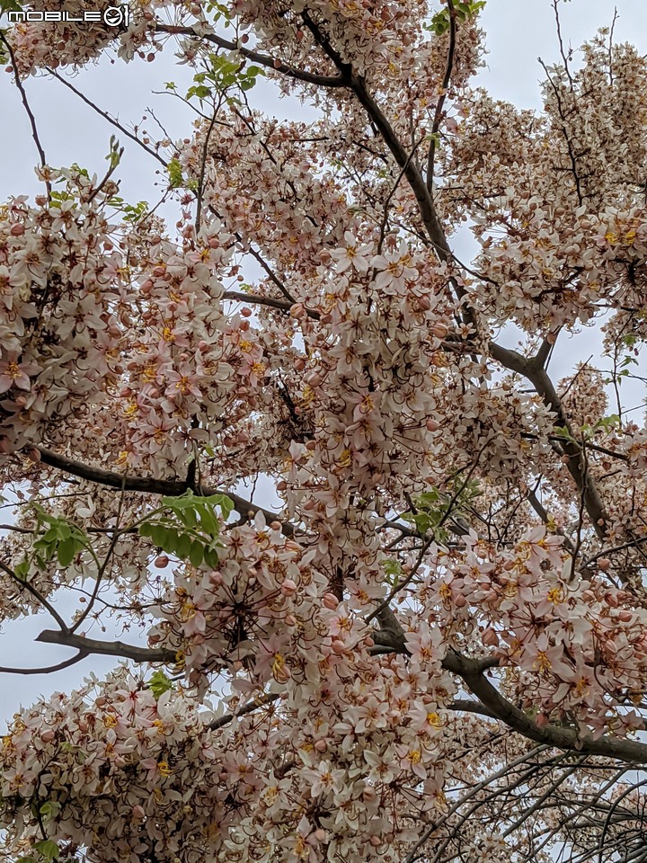 花旗木 台南市西港區新寮花旗木步道 03/14