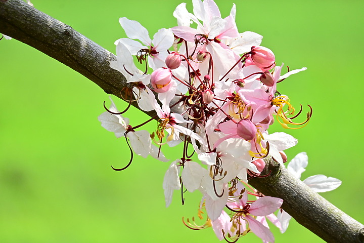 Z50+50-250mm DX拈花惹草：新埤鄉綜合休閒公園花旗木、我媽媽的孤挺花、陽台上的小花小草與多肉。