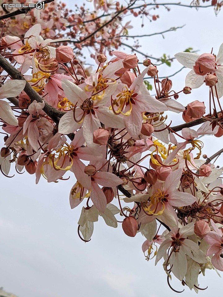 花旗木 台南市西港區新寮花旗木步道 03/14