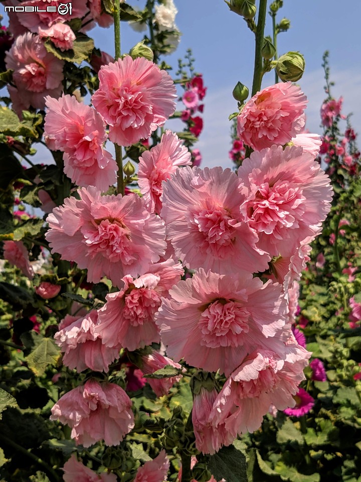 鼠尾草+蜀葵花 台南市學甲區光華里 03/07