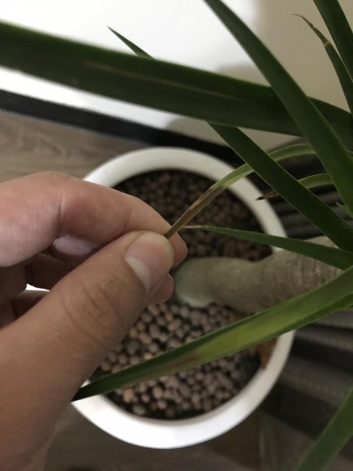 龍血樹