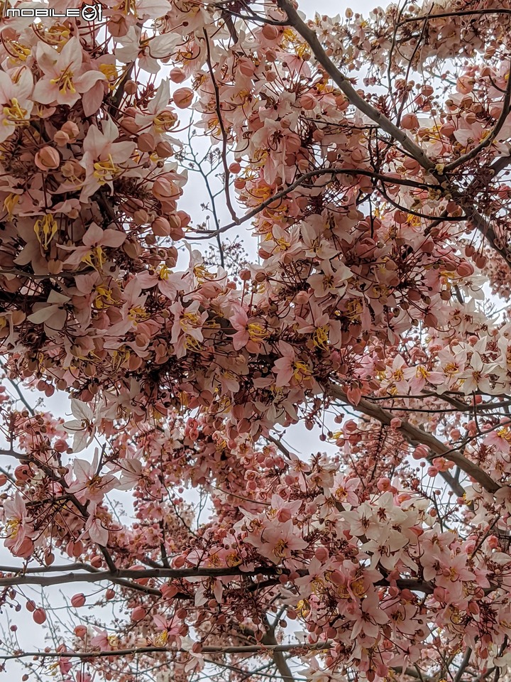 花旗木 台南市西港區新寮花旗木步道 03/14