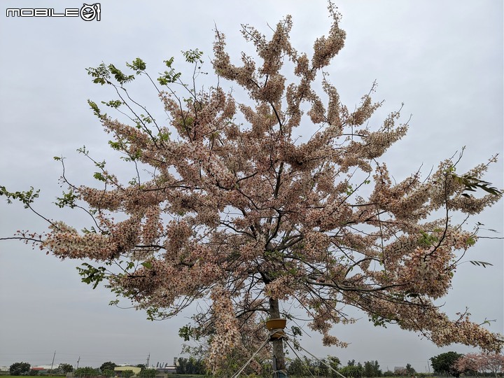 花旗木 台南市西港區新寮花旗木步道 03/14