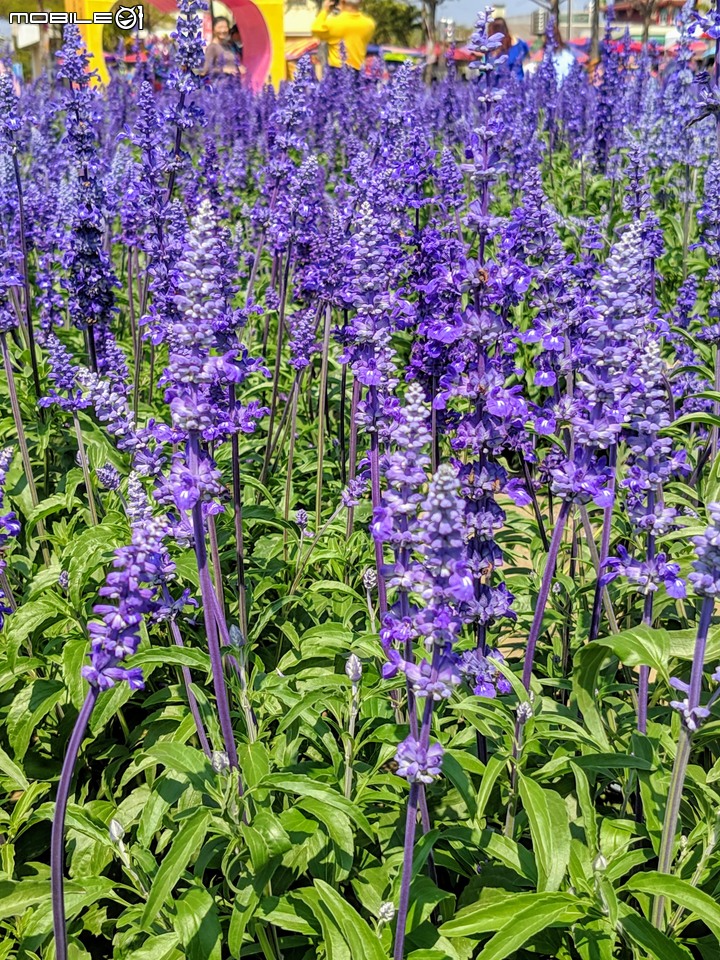 鼠尾草+蜀葵花 台南市學甲區光華里 03/07
