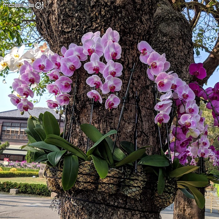 蘭花(蘭展延期之遍地開花) 台南市麻豆區南勢里總爺藝文中心 03/07