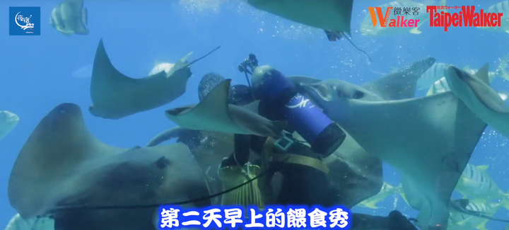 點我看大圖 夜宿海生館初體驗!晚上睡覺有魟魚們陪伴著太療癒拉~