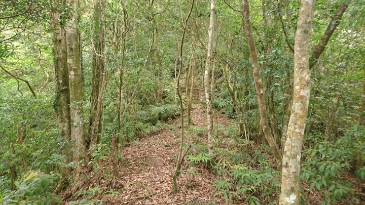 [樂山童盟] [新北坪林] 開眼崙登山步道