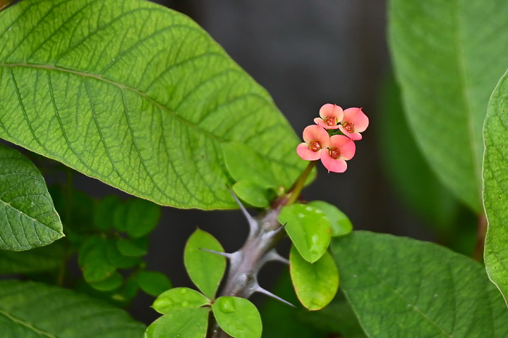 Z50+50-250mm DX拈花惹草：新埤鄉綜合休閒公園花旗木、我媽媽的孤挺花、陽台上的小花小草與多肉。