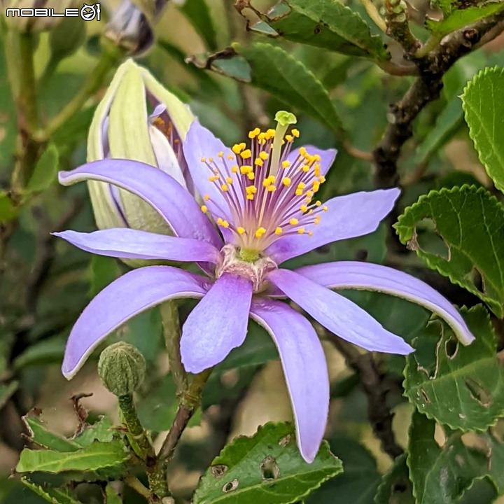 花旗木+蔥花 台南市山上區水道博物館 03/29