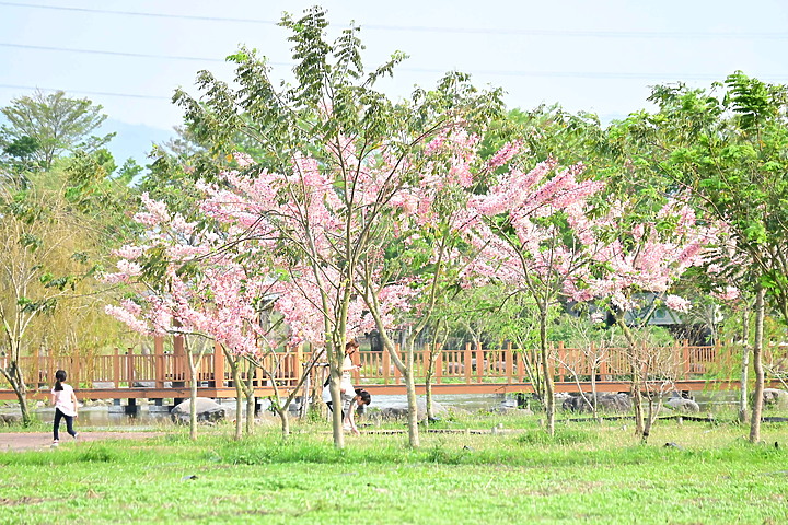 Z50+50-250mm DX拈花惹草：新埤鄉綜合休閒公園花旗木、我媽媽的孤挺花、陽台上的小花小草與多肉。