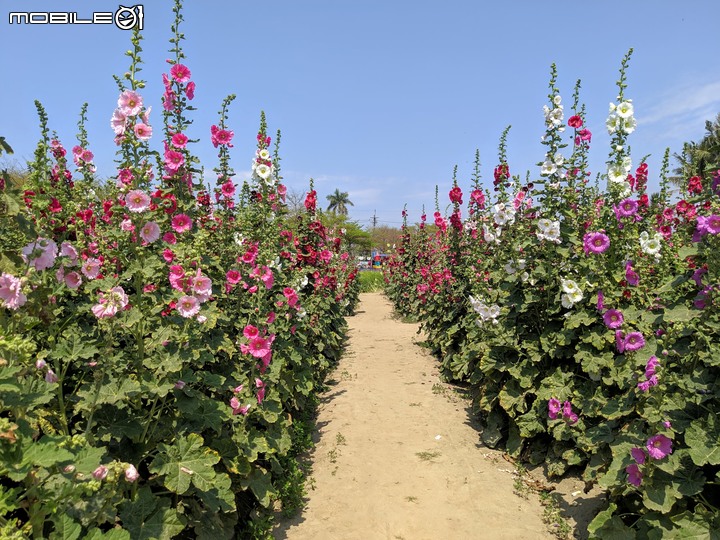 鼠尾草+蜀葵花 台南市學甲區光華里 03/07
