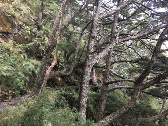 新手入門百岳-挑戰3952玉山主峰!