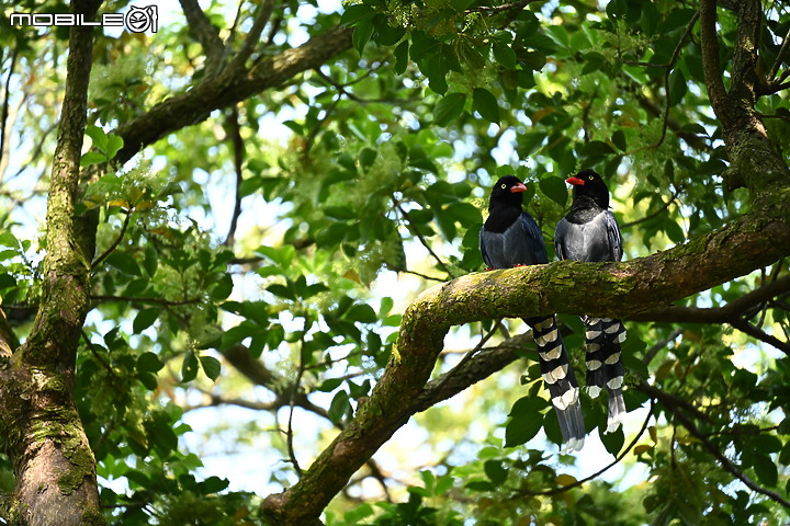 Nikon 70-200mm f/2.8 S 銳利非常 N家望遠代表作 還有與小黑七的人像比較