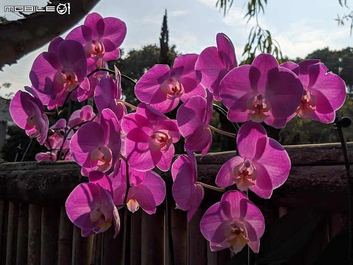 蘭花(蘭展延期之遍地開花) 台南市麻豆區南勢里總爺藝文中心 03/07