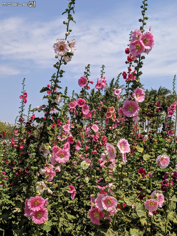 鼠尾草+蜀葵花 台南市學甲區光華里 03/07