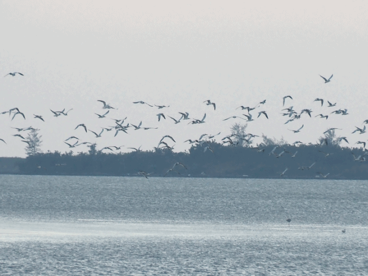 臺南 七股 黑面琵鷺生態展示館與第一賞鳥亭 — 歡迎自北方遠道而來的貴客