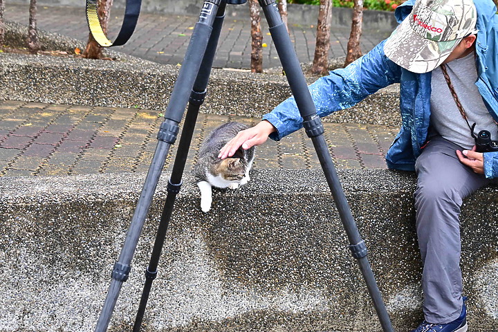 朱連雀9年後再訪恆春關山，53隻全都錄，Z7+600mm貓眼對焦首先發表。