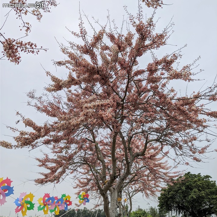 花旗木 台南市西港區新寮花旗木步道 03/14