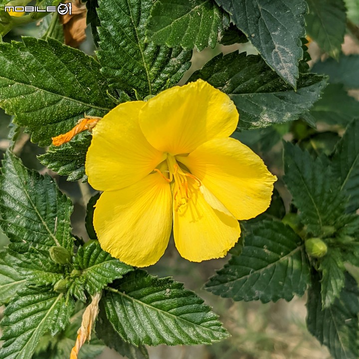 花旗木+蔥花 台南市山上區水道博物館 03/29