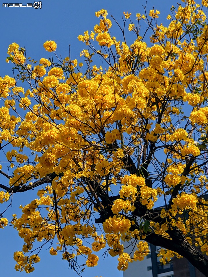 黃花風鈴木 台南市東區林森路一段 03/01