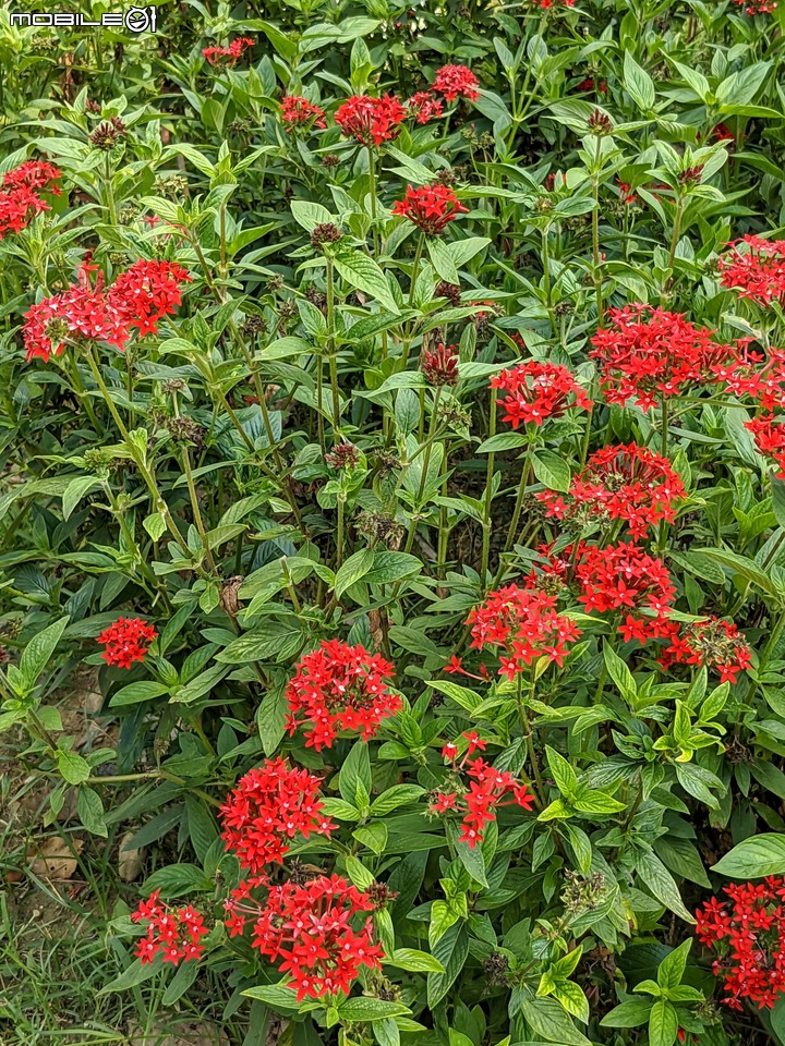 花旗木+蔥花 台南市山上區水道博物館 03/29