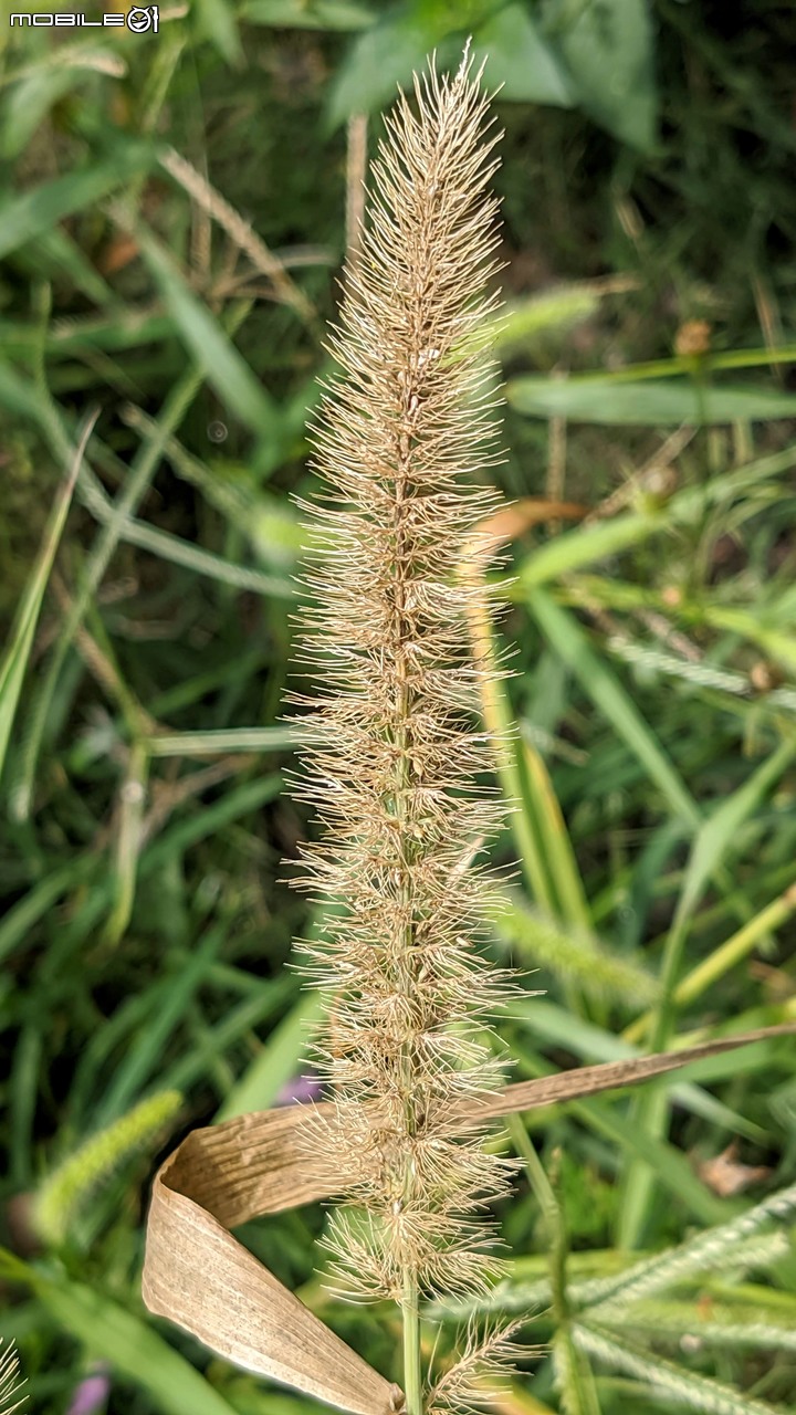 門神+狗尾草 台南市佳里區蕭壟文化園區 03/28