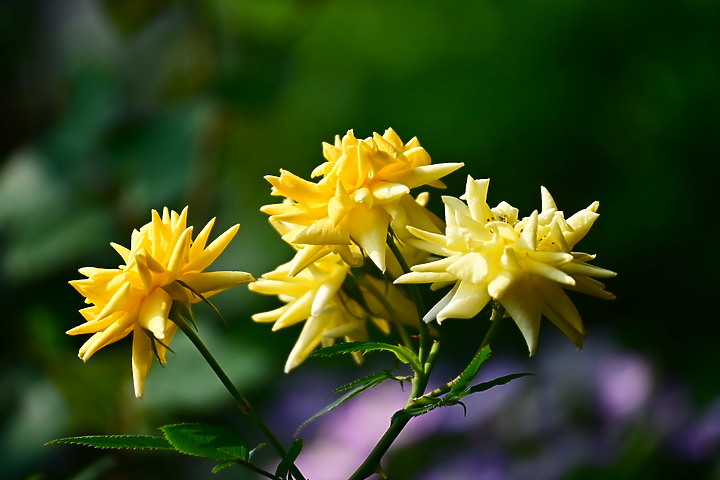 Z50+50-250mm DX拈花惹草：新埤鄉綜合休閒公園花旗木、我媽媽的孤挺花、陽台上的小花小草與多肉。