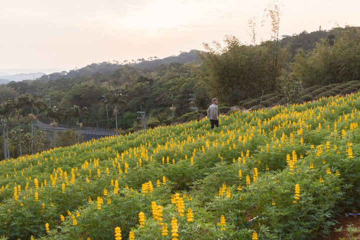 【桃園龍潭】戀戀魯冰花2020,夕陽餘暉下搖晃的黃澄,是預言著春天的來臨/大北坑休閒農業區