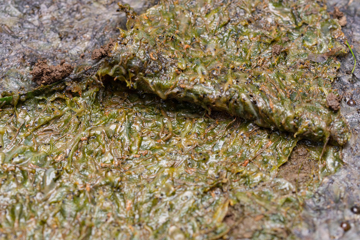 【向天蝦全攻略】大雨限定的綠色精靈