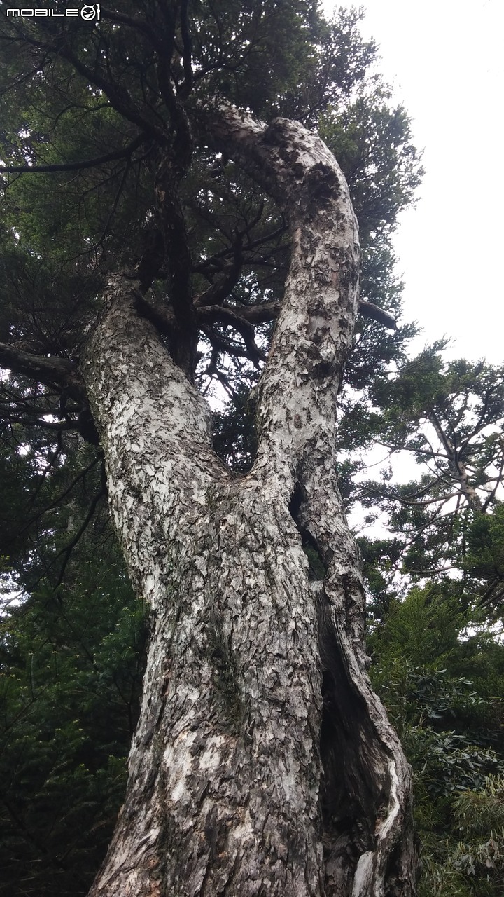 合歡山北峰~合歡山西峰~華岡