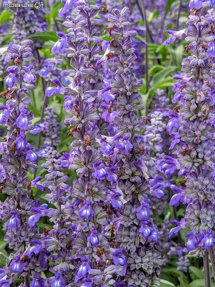 花燈+百日菊 台南市學甲區光華里學甲蜀葵花 03/13