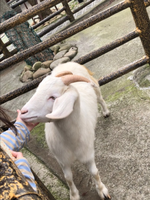 分享親子好去處 「六福村動物園」