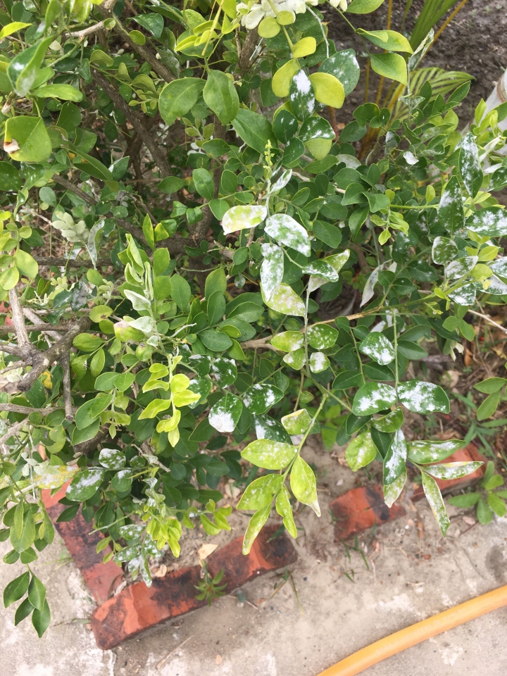 七里香葉子白白的