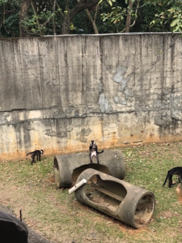 分享親子好去處 「六福村動物園」