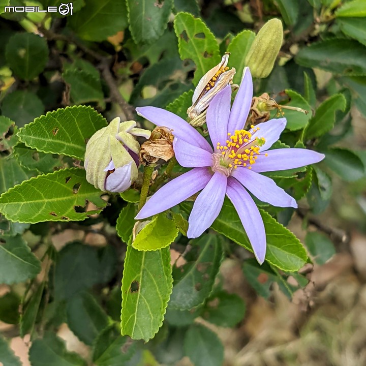 花旗木+蔥花 台南市山上區水道博物館 03/29