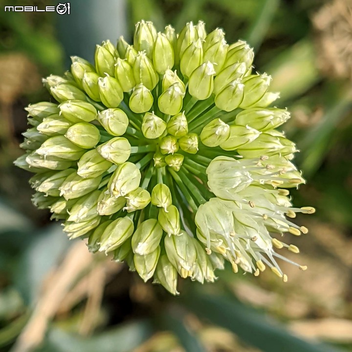 花旗木+蔥花 台南市山上區水道博物館 03/29