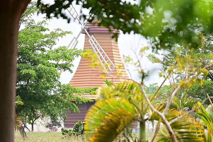 Z50+50-250mm DX拈花惹草：新埤鄉綜合休閒公園花旗木、我媽媽的孤挺花、陽台上的小花小草與多肉。