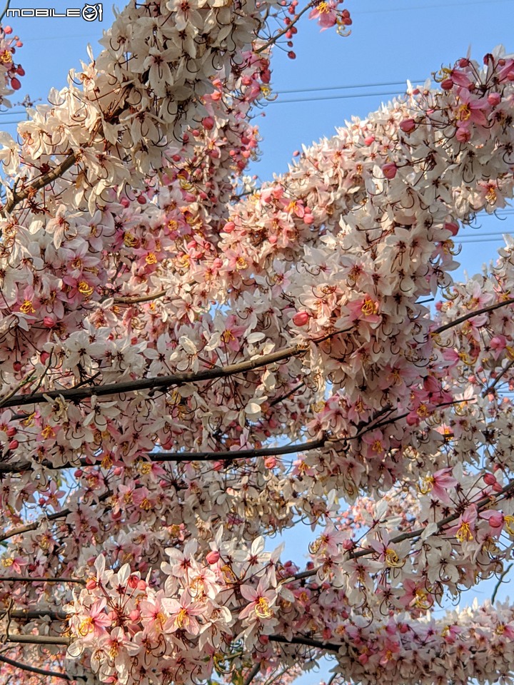 花旗木 台南市仁德區仁德滯洪池 03/27