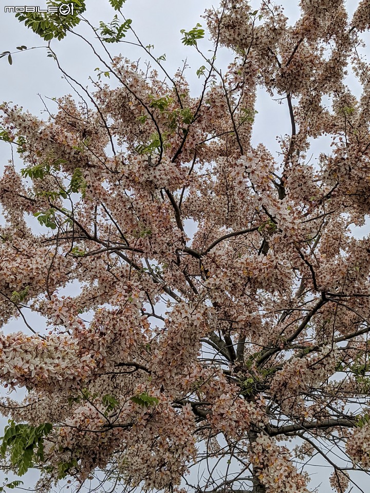 花旗木 台南市西港區新寮花旗木步道 03/14