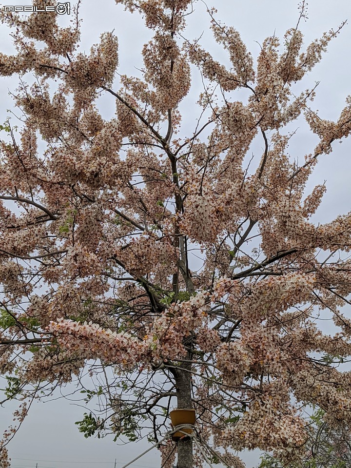 花旗木 台南市西港區新寮花旗木步道 03/14