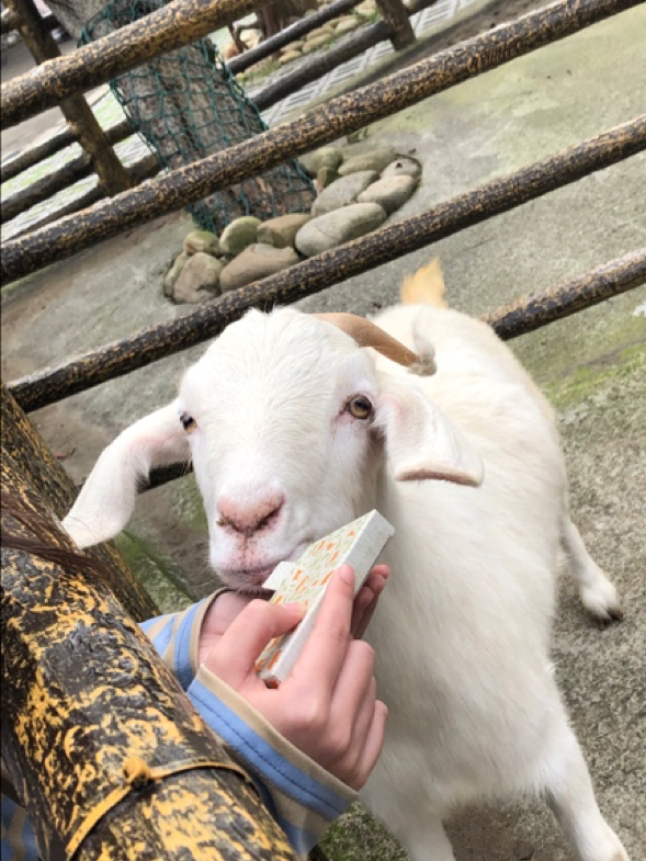 分享親子好去處 「六福村動物園」