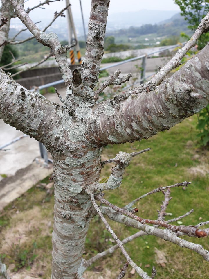 請問我的櫻花該如何醫治