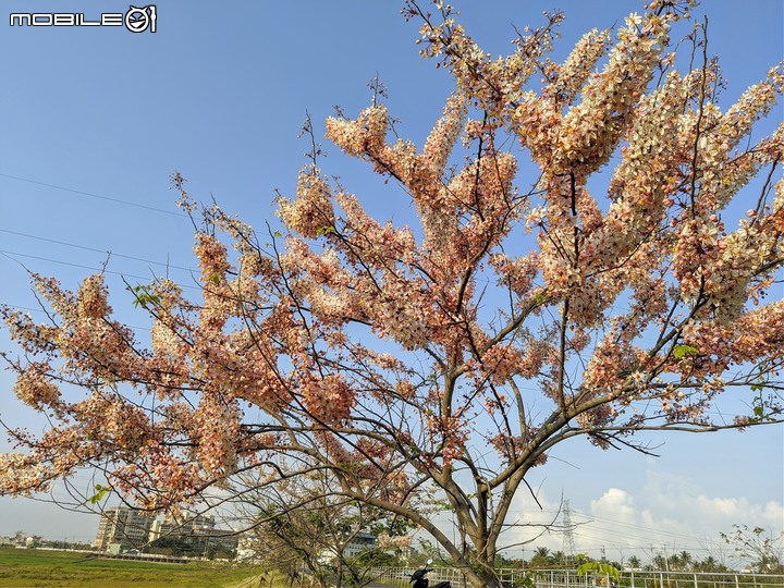 花旗木 台南市仁德區仁德滯洪池 03/27