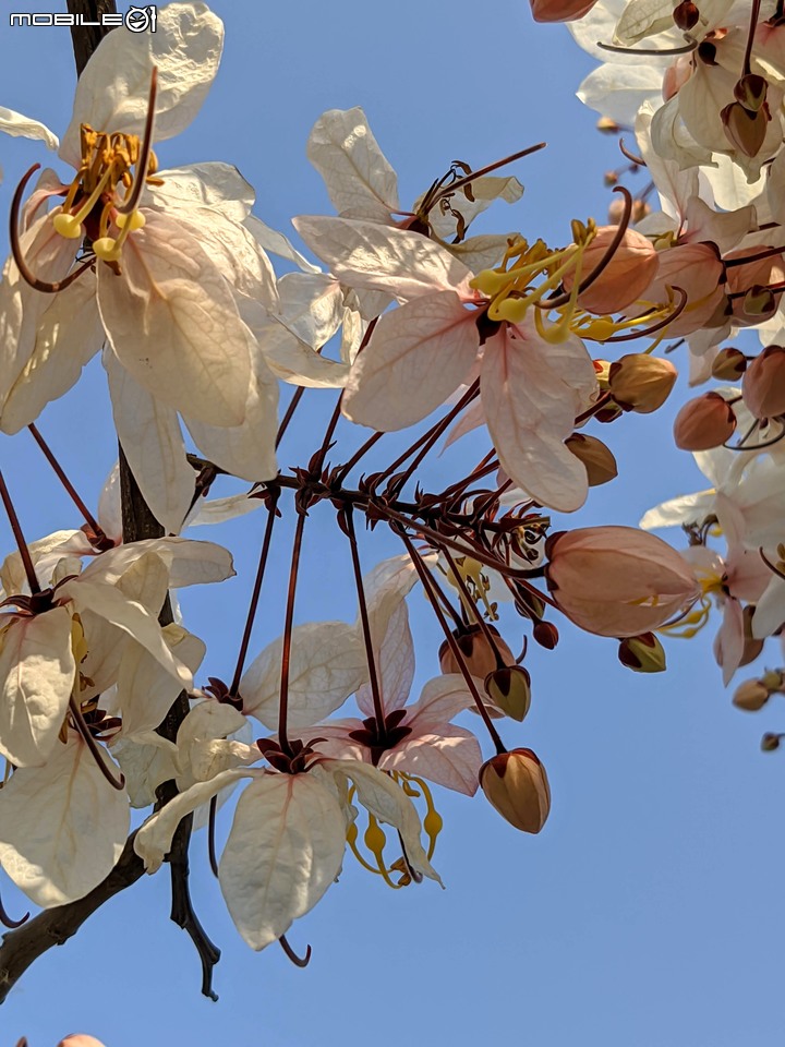 花旗木 台南市仁德區仁德滯洪池 03/27